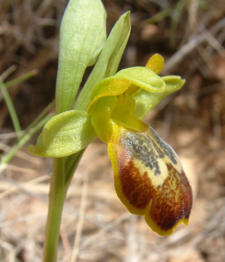 Le brillanti <i>Ophrys fusca orientali</i>   Dalla Grecia con passione