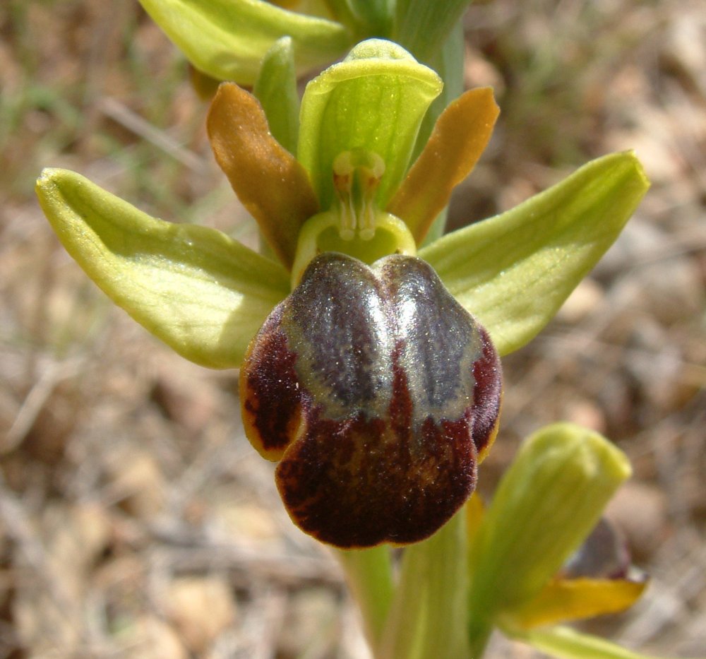 Le brillanti <i>Ophrys fusca orientali</i>   Dalla Grecia con passione