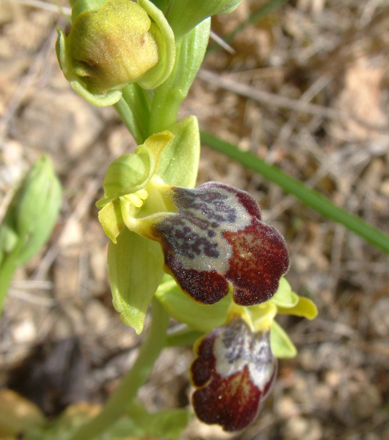 Le brillanti <i>Ophrys fusca orientali</i>   Dalla Grecia con passione