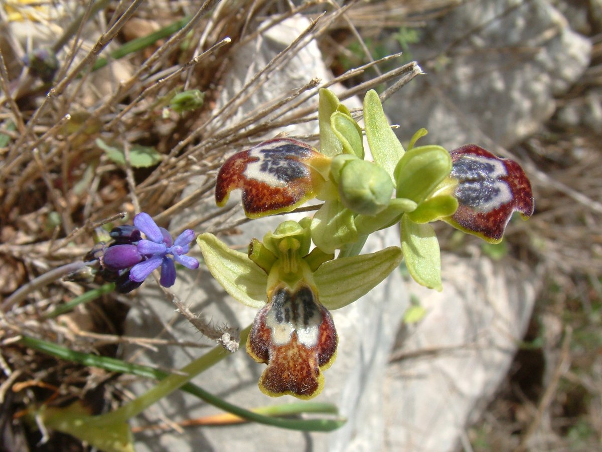 Le brillanti <i>Ophrys fusca orientali</i>   Dalla Grecia con passione