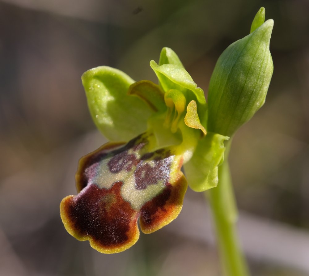 Le brillanti <i>Ophrys fusca orientali</i>   Dalla Grecia con passione