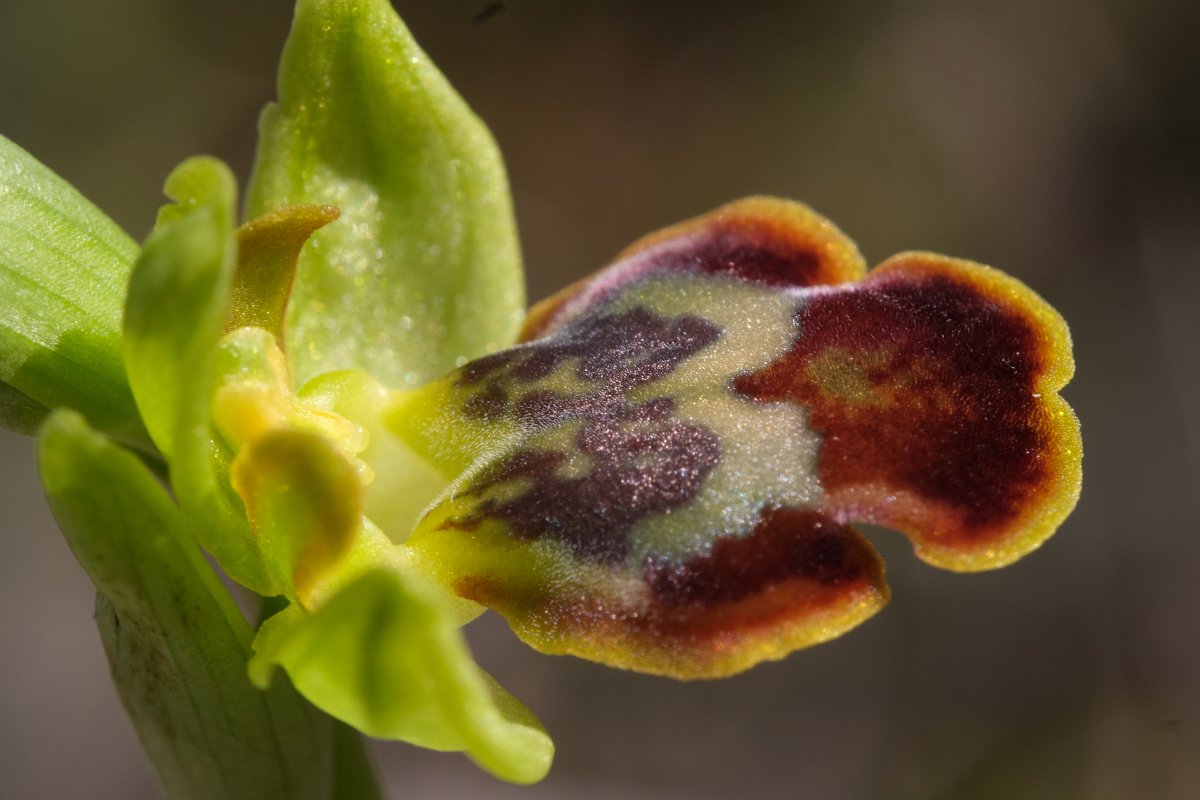 Le brillanti <i>Ophrys fusca orientali</i>   Dalla Grecia con passione