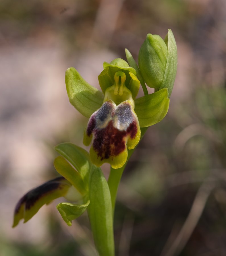 Le brillanti <i>Ophrys fusca orientali</i>   Dalla Grecia con passione