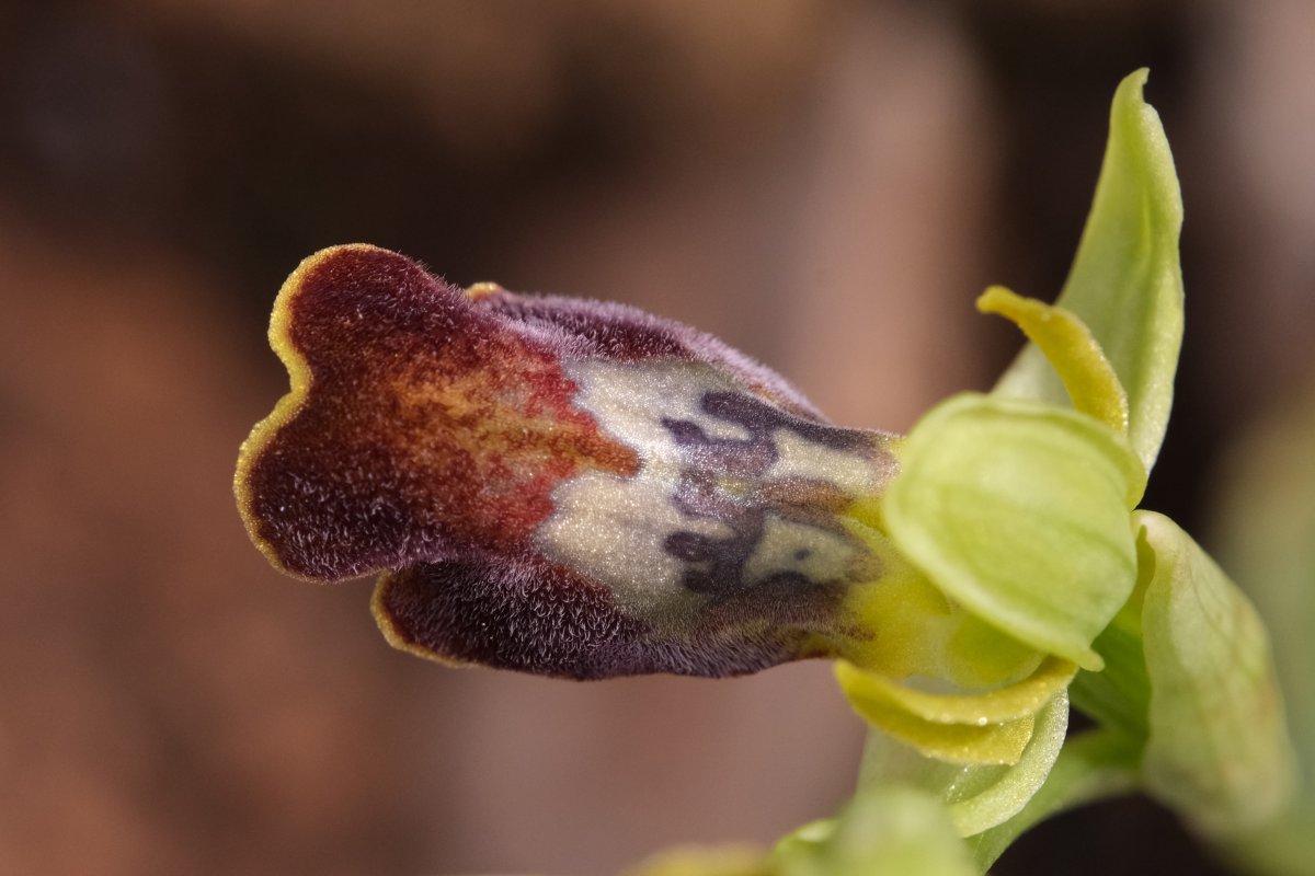 Le brillanti <i>Ophrys fusca orientali</i>   Dalla Grecia con passione