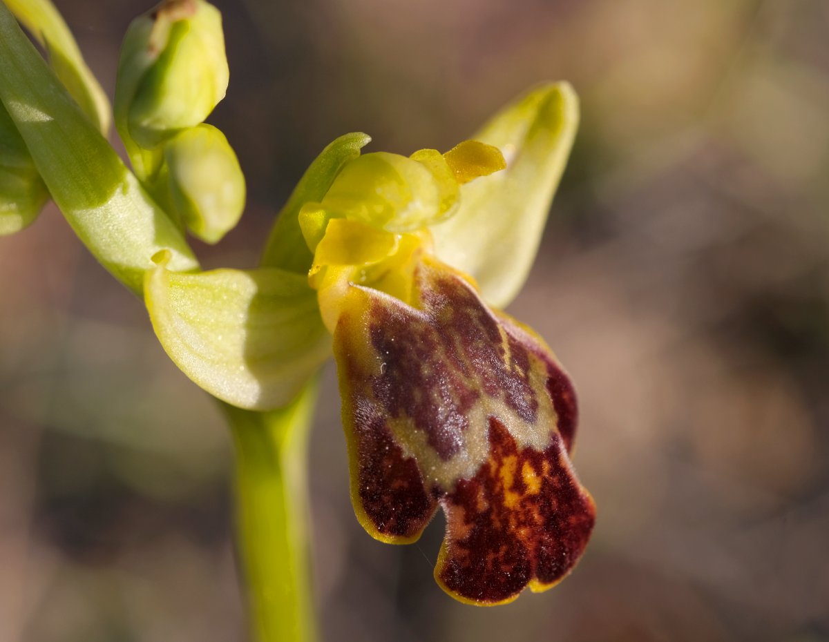 Le brillanti <i>Ophrys fusca orientali</i>   Dalla Grecia con passione