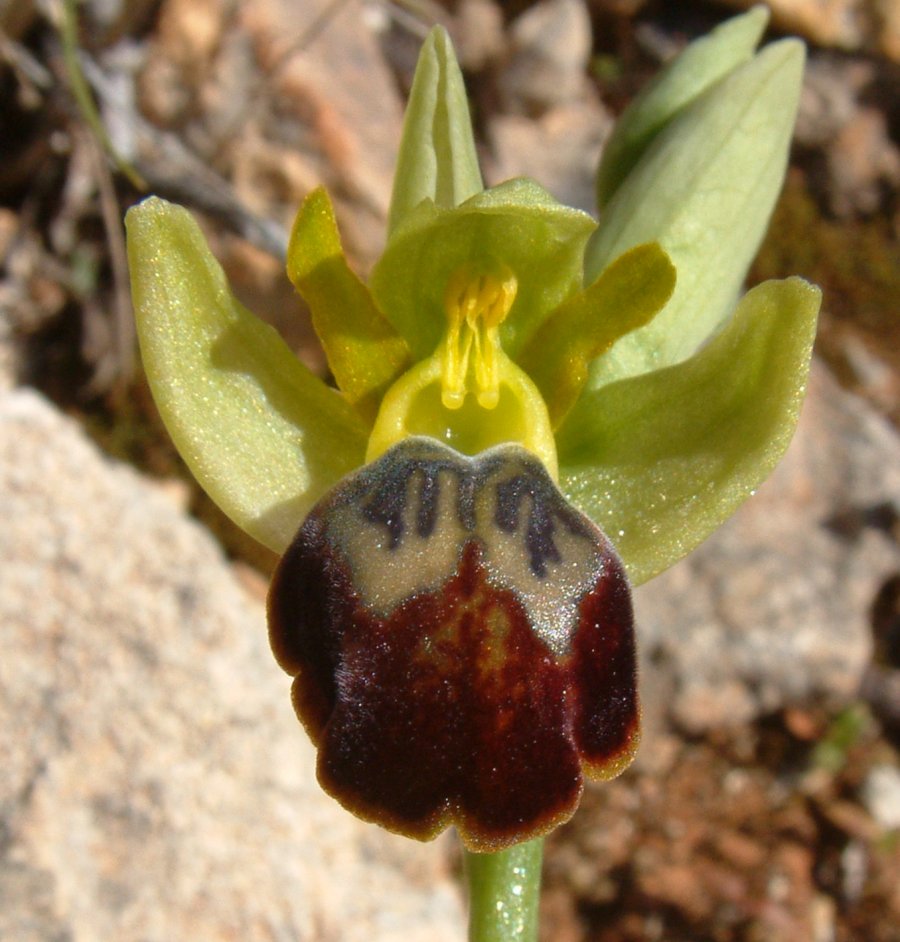 Le brillanti <i>Ophrys fusca orientali</i>   Dalla Grecia con passione