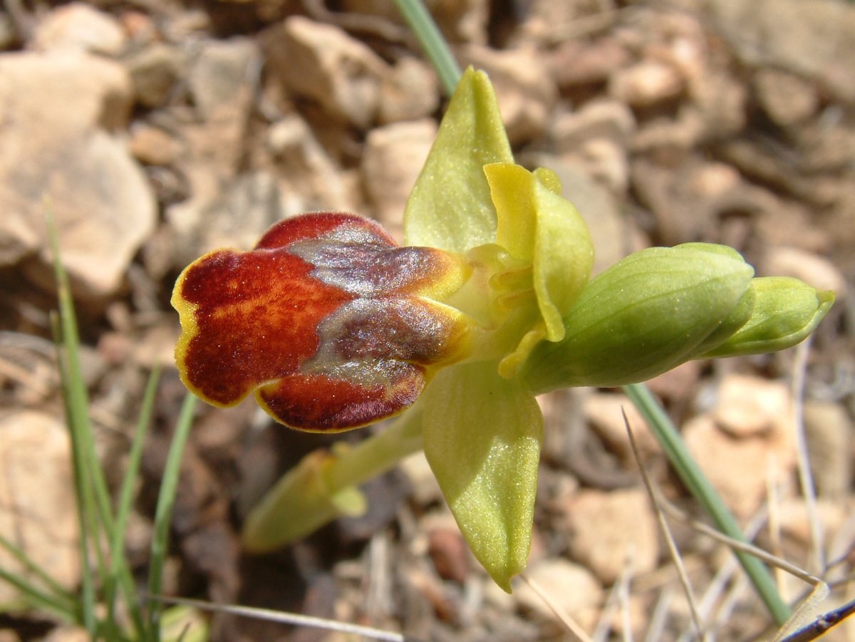 Le brillanti <i>Ophrys fusca orientali</i>   Dalla Grecia con passione