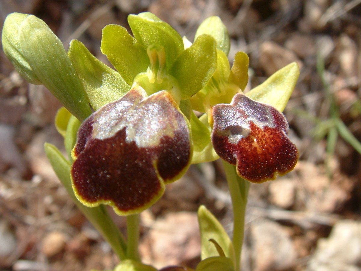 Le brillanti <i>Ophrys fusca orientali</i>   Dalla Grecia con passione