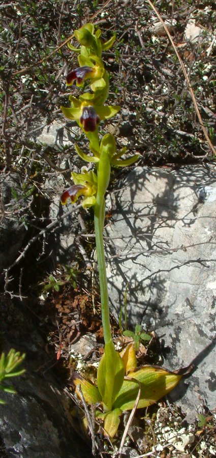 Le brillanti <i>Ophrys fusca orientali</i>   Dalla Grecia con passione