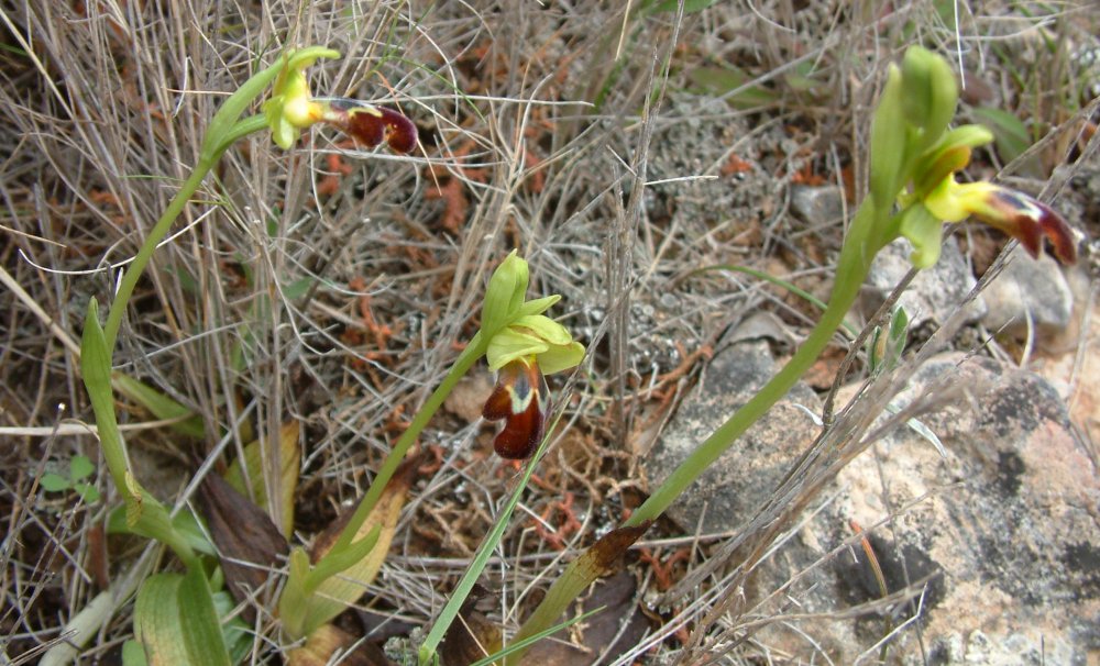 Le brillanti <i>Ophrys fusca orientali</i>   Dalla Grecia con passione