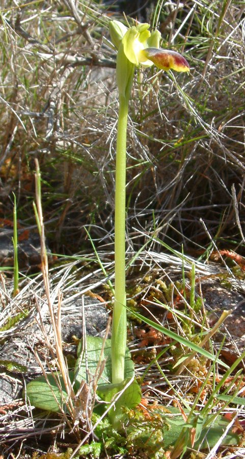 Le brillanti <i>Ophrys fusca orientali</i>   Dalla Grecia con passione