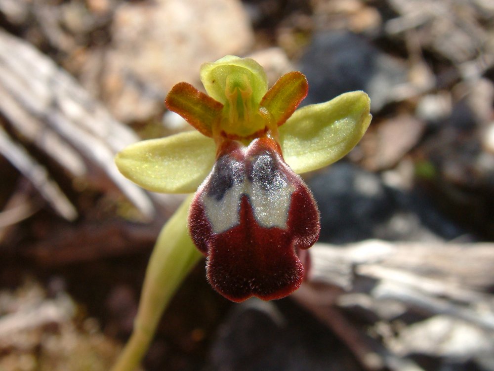 Le brillanti <i>Ophrys fusca orientali</i>   Dalla Grecia con passione