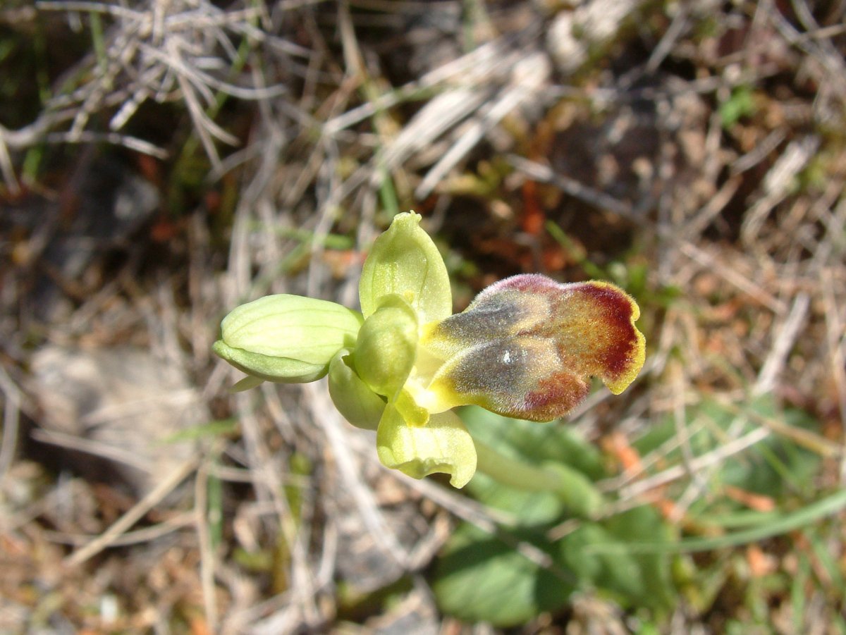 Le brillanti <i>Ophrys fusca orientali</i>   Dalla Grecia con passione