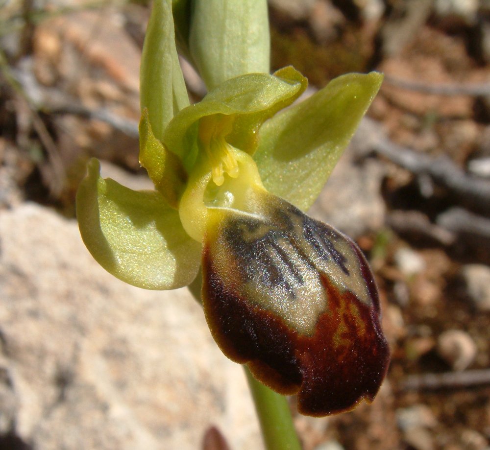 Le brillanti <i>Ophrys fusca orientali</i>   Dalla Grecia con passione