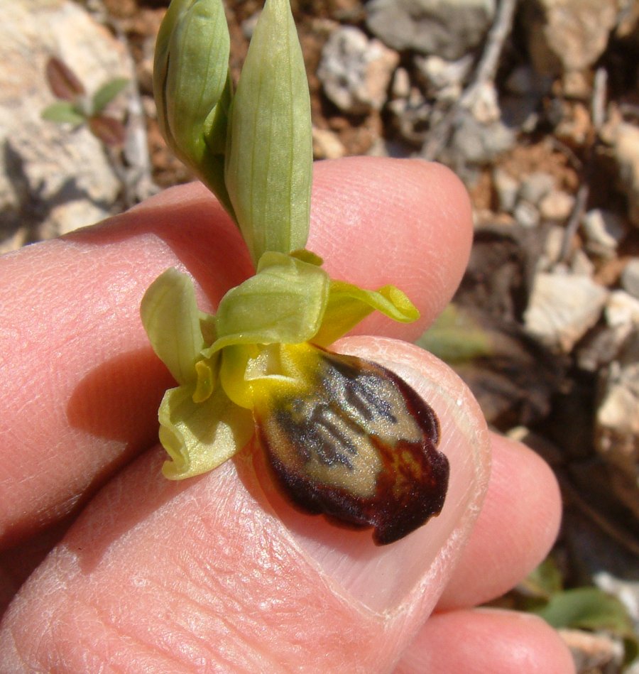 Le brillanti <i>Ophrys fusca orientali</i>   Dalla Grecia con passione