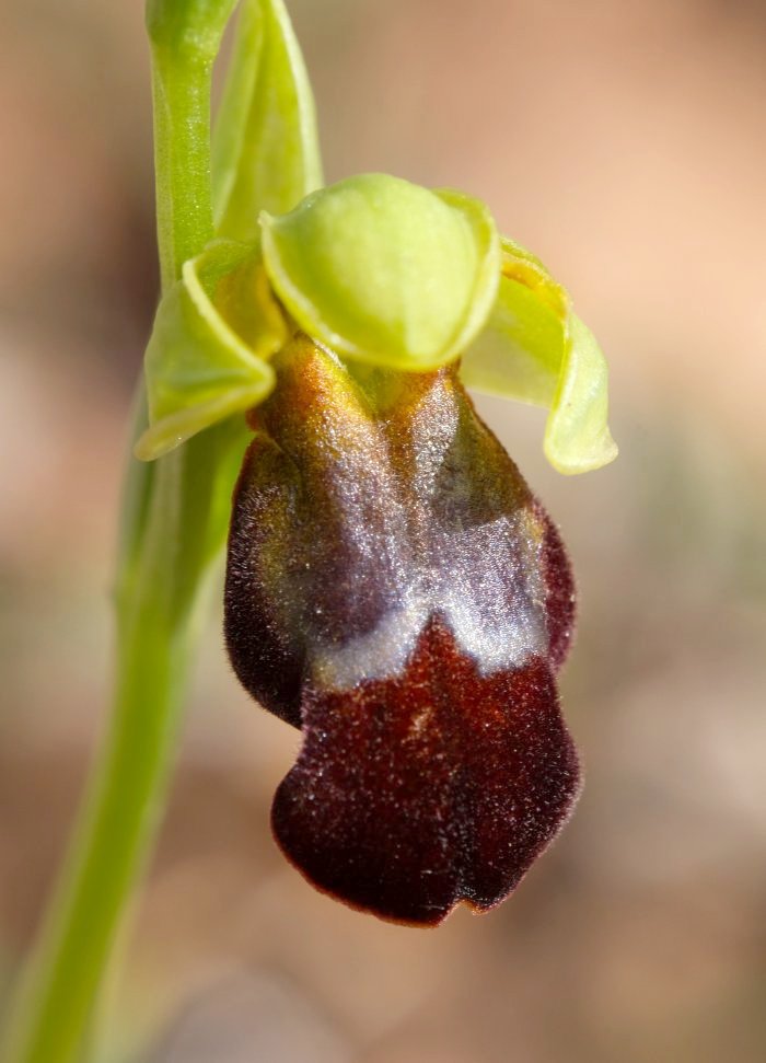 Le brillanti <i>Ophrys fusca orientali</i>   Dalla Grecia con passione