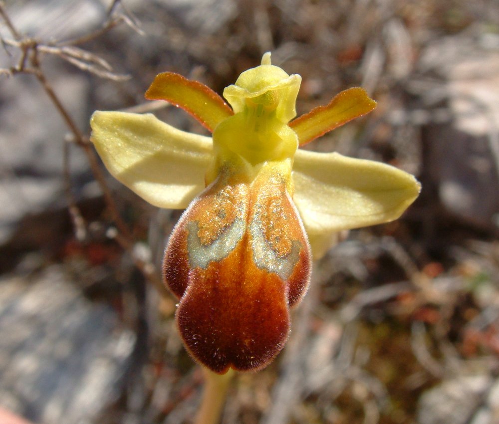 Le brillanti <i>Ophrys fusca orientali</i>   Dalla Grecia con passione