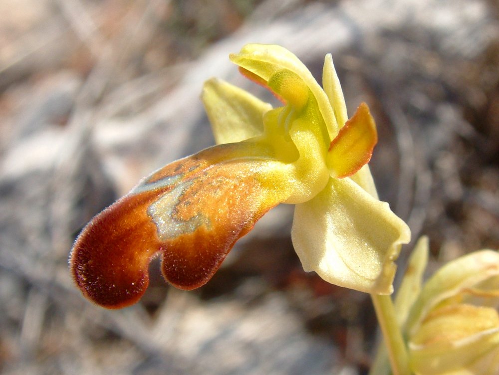 Le brillanti <i>Ophrys fusca orientali</i>   Dalla Grecia con passione