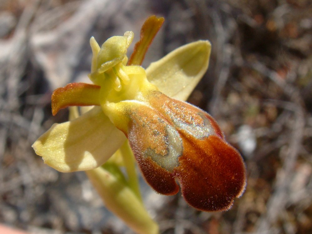 Le brillanti <i>Ophrys fusca orientali</i>   Dalla Grecia con passione