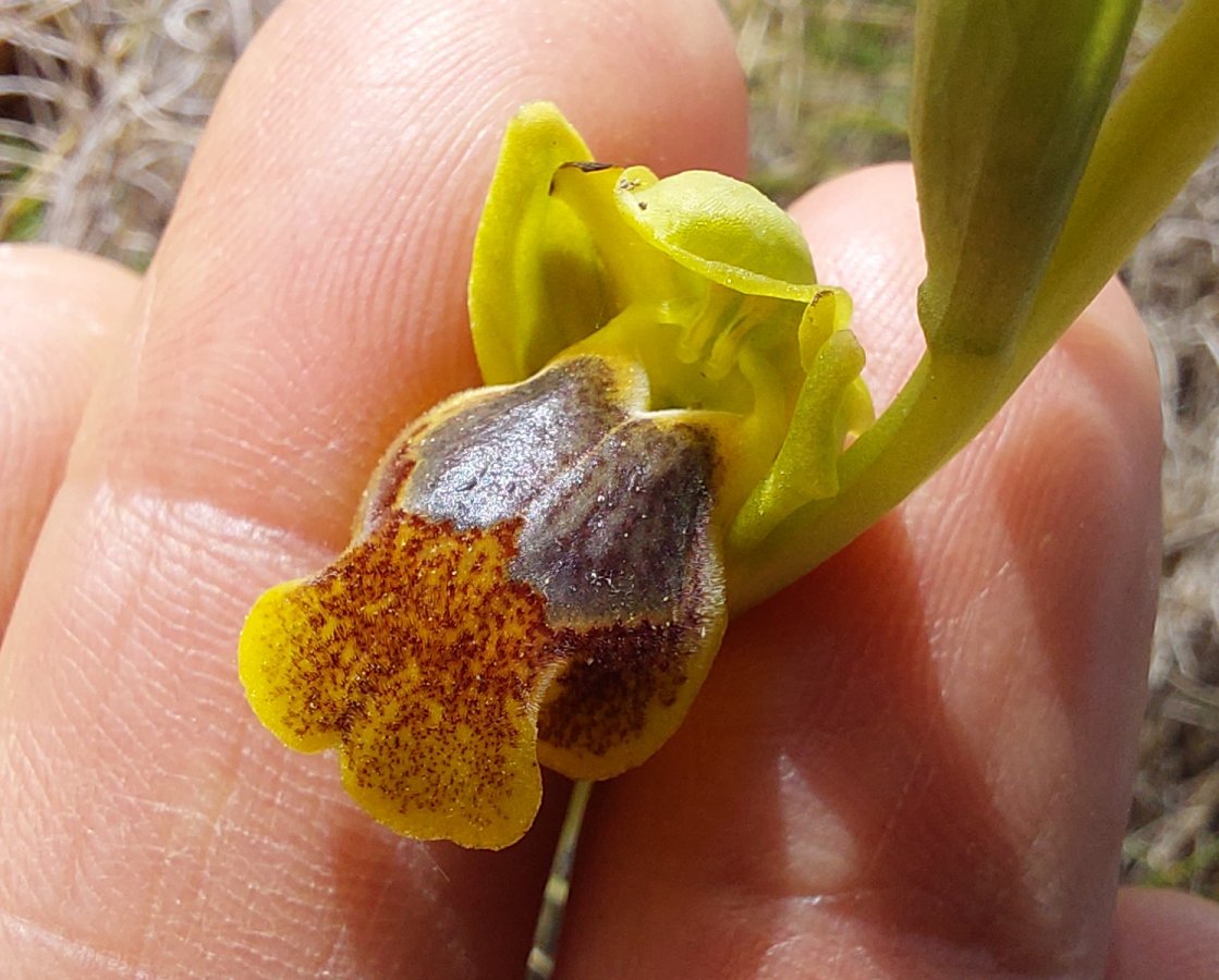 Le brillanti <i>Ophrys fusca orientali</i>   Dalla Grecia con passione