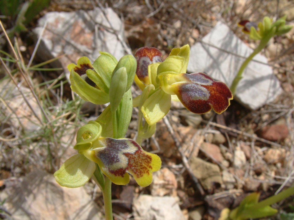 Le brillanti <i>Ophrys fusca orientali</i>   Dalla Grecia con passione