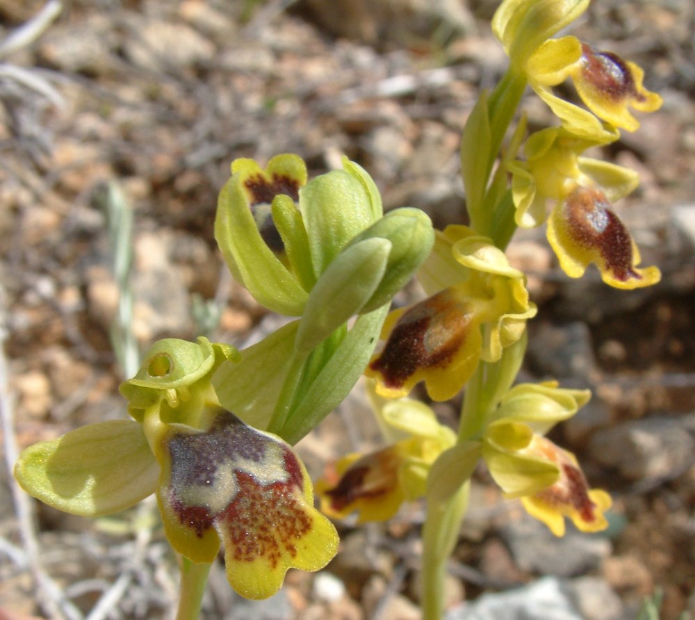 Le brillanti <i>Ophrys fusca orientali</i>   Dalla Grecia con passione