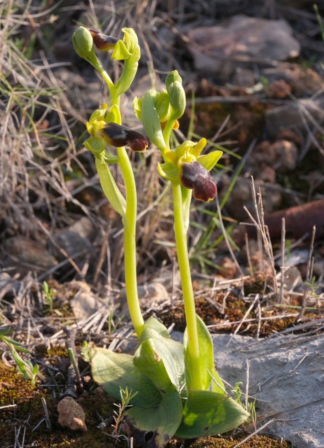 Le brillanti <i>Ophrys fusca orientali</i>   Dalla Grecia con passione