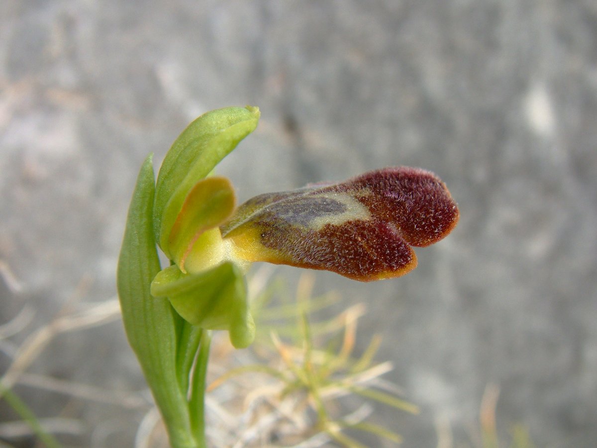 Le brillanti <i>Ophrys fusca orientali</i>   Dalla Grecia con passione