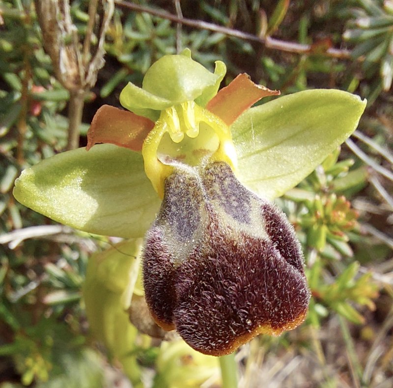 Le brillanti <i>Ophrys fusca orientali</i>   Dalla Grecia con passione