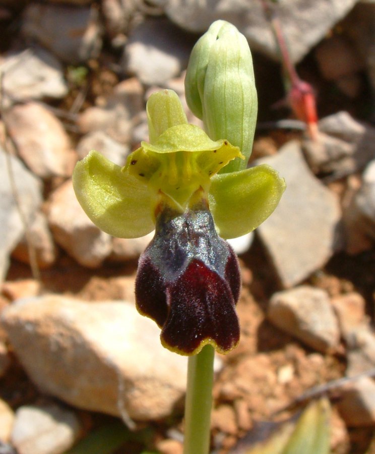 Le brillanti <i>Ophrys fusca orientali</i>   Dalla Grecia con passione