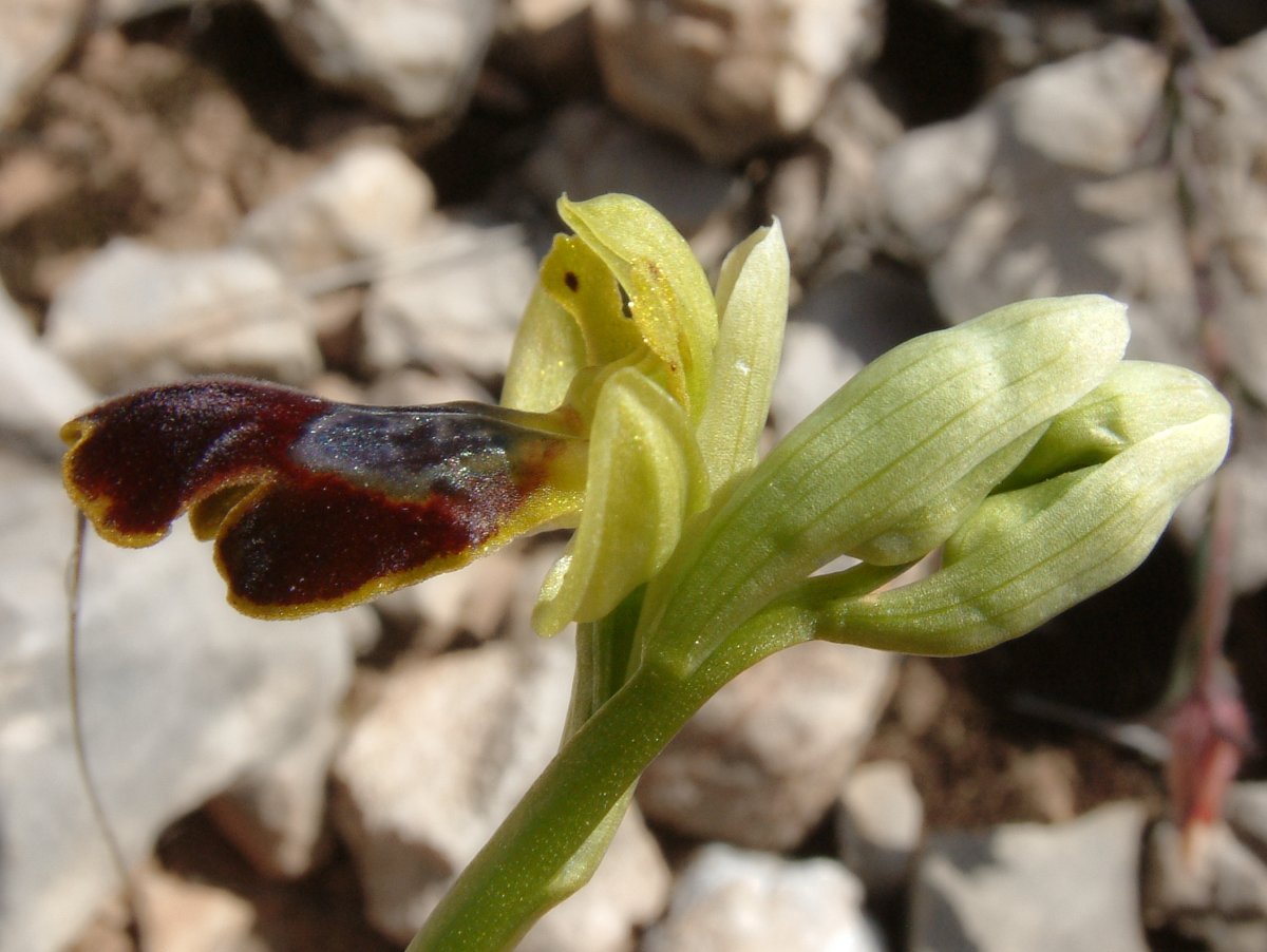 Le brillanti <i>Ophrys fusca orientali</i>   Dalla Grecia con passione