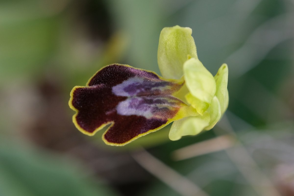 Le brillanti <i>Ophrys fusca orientali</i>   Dalla Grecia con passione