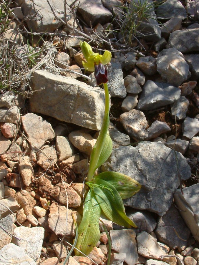 Le brillanti <i>Ophrys fusca orientali</i>   Dalla Grecia con passione