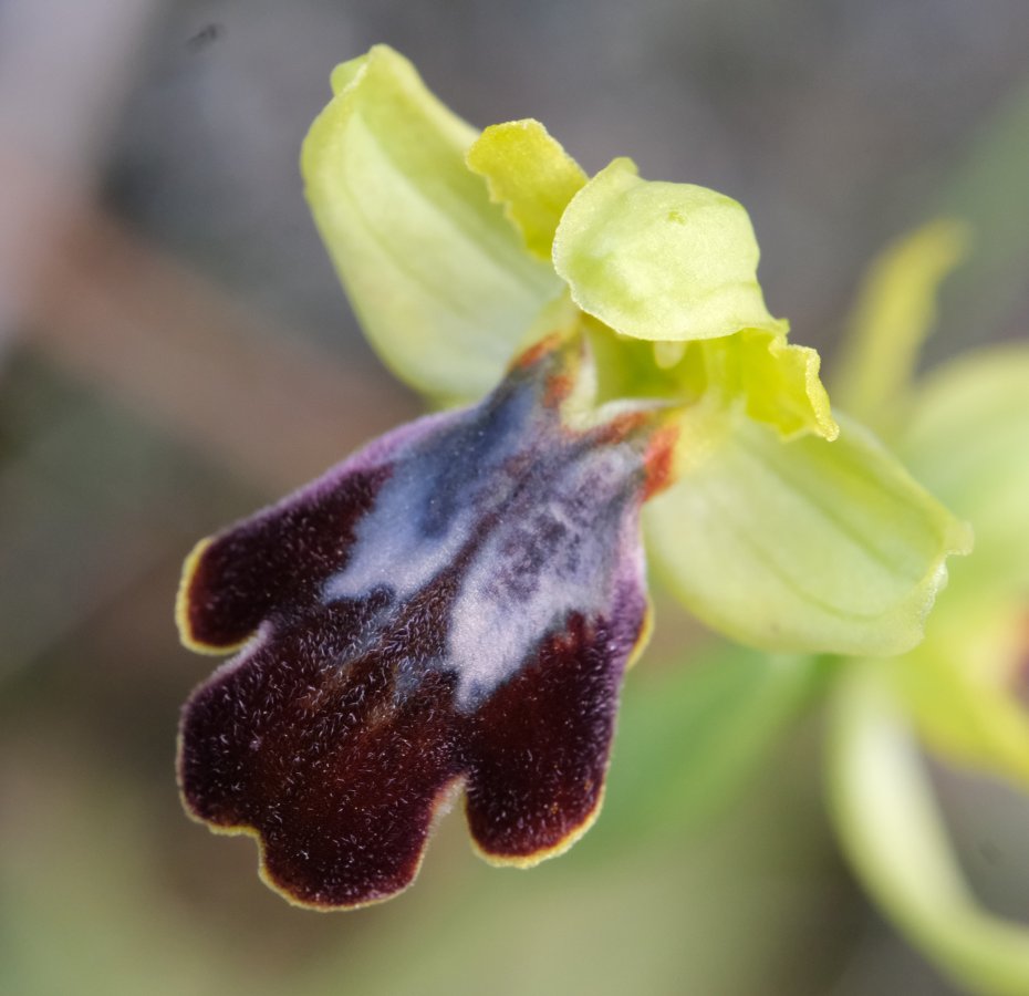 Le brillanti <i>Ophrys fusca orientali</i>   Dalla Grecia con passione