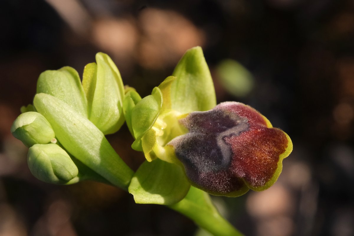 Le brillanti <i>Ophrys fusca orientali</i>   Dalla Grecia con passione