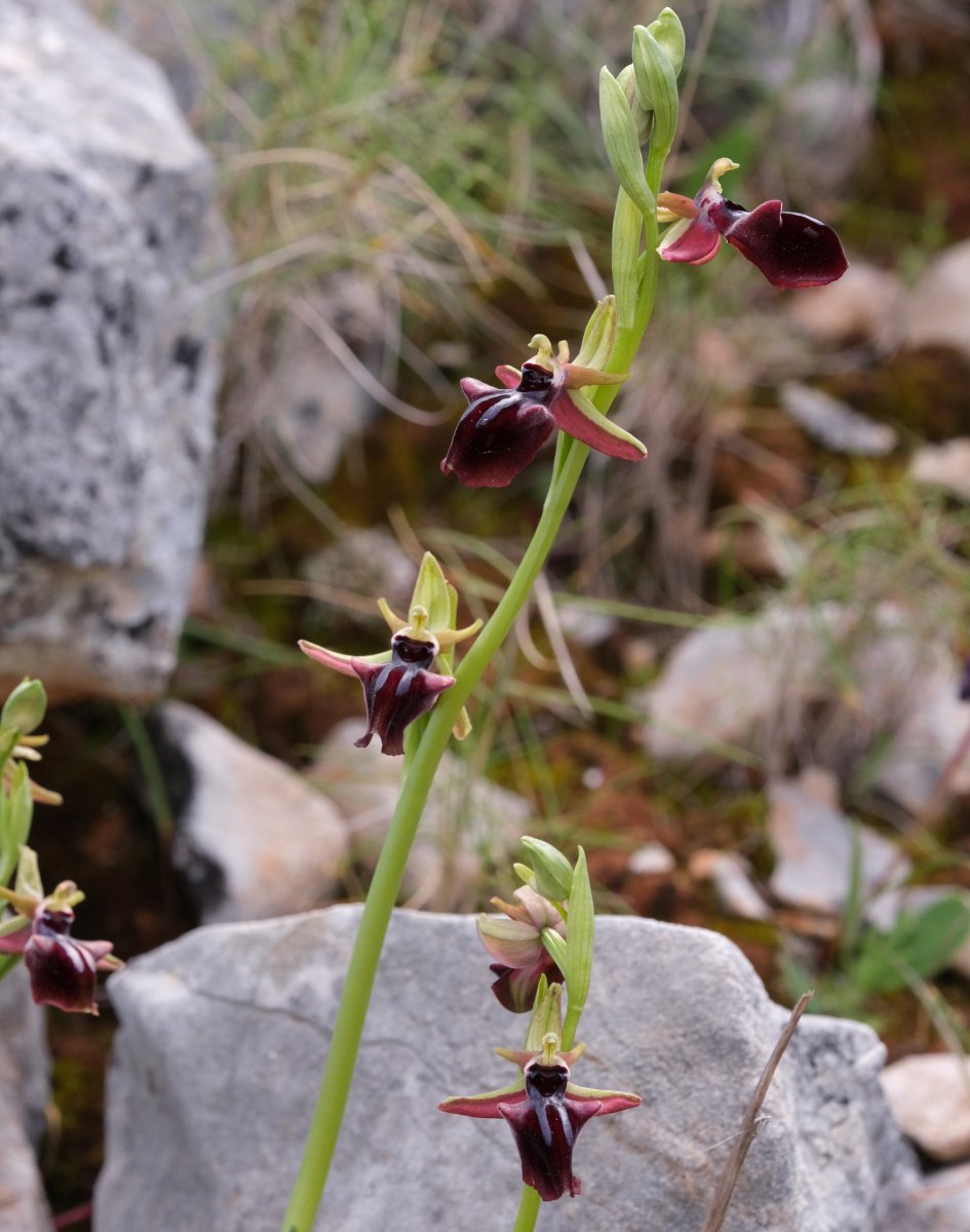 Due fotogeniche Ophrys e forse una novit� � Dalla Grecia con passione