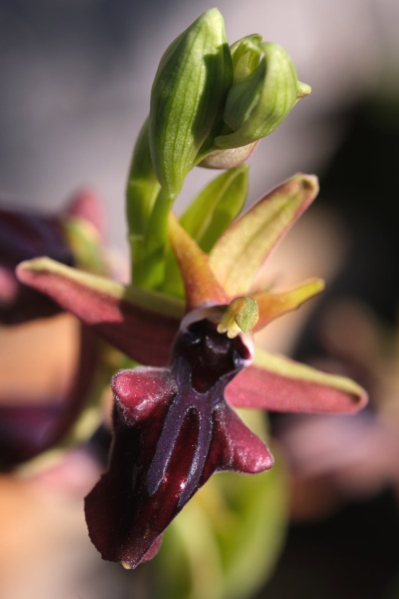 Due fotogeniche Ophrys e forse una novit� � Dalla Grecia con passione