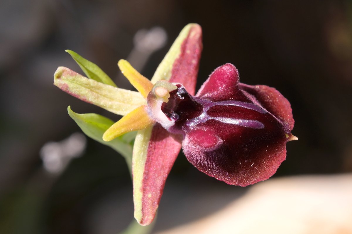 Due fotogeniche Ophrys e forse una novit� � Dalla Grecia con passione