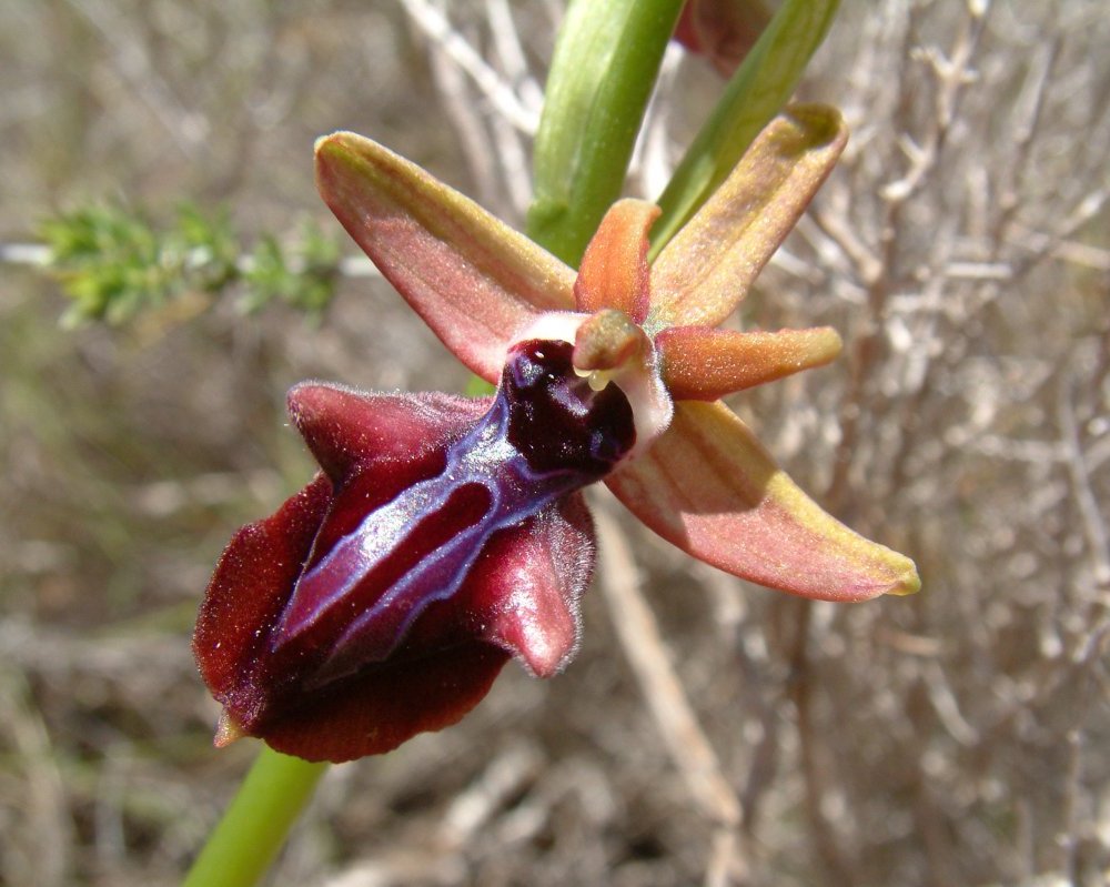 Due fotogeniche Ophrys e forse una novit� � Dalla Grecia con passione