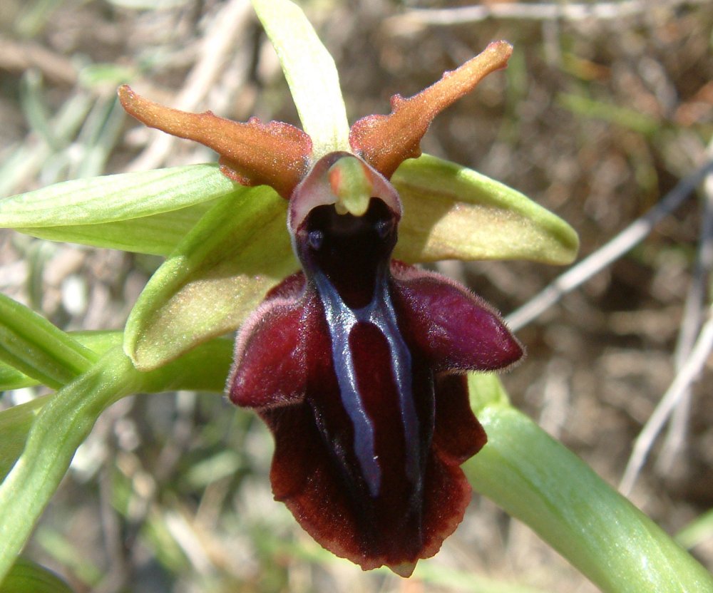 Due fotogeniche Ophrys e forse una novit� � Dalla Grecia con passione