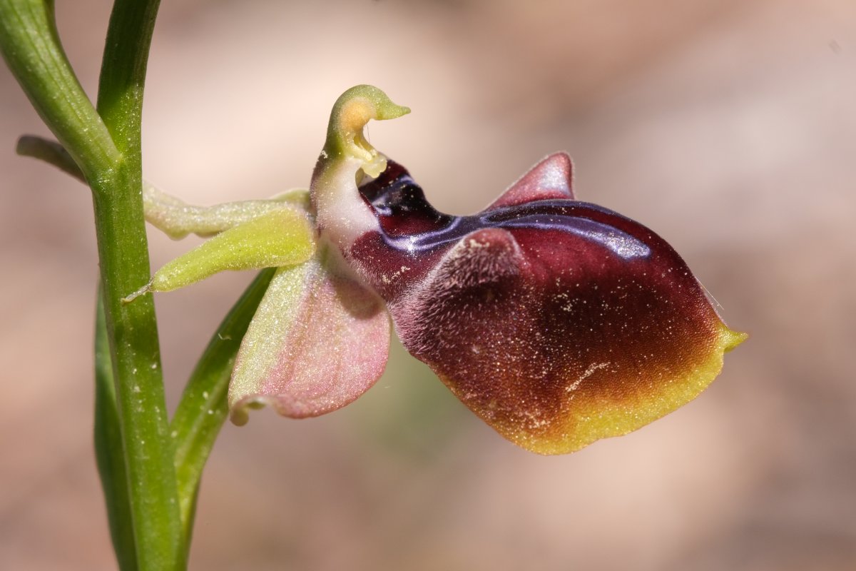 Due fotogeniche Ophrys e forse una novit� � Dalla Grecia con passione