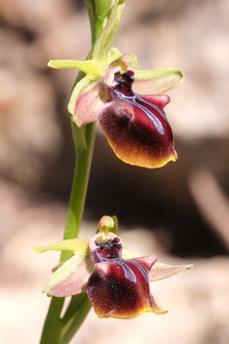 Due fotogeniche Ophrys e forse una novit� � Dalla Grecia con passione