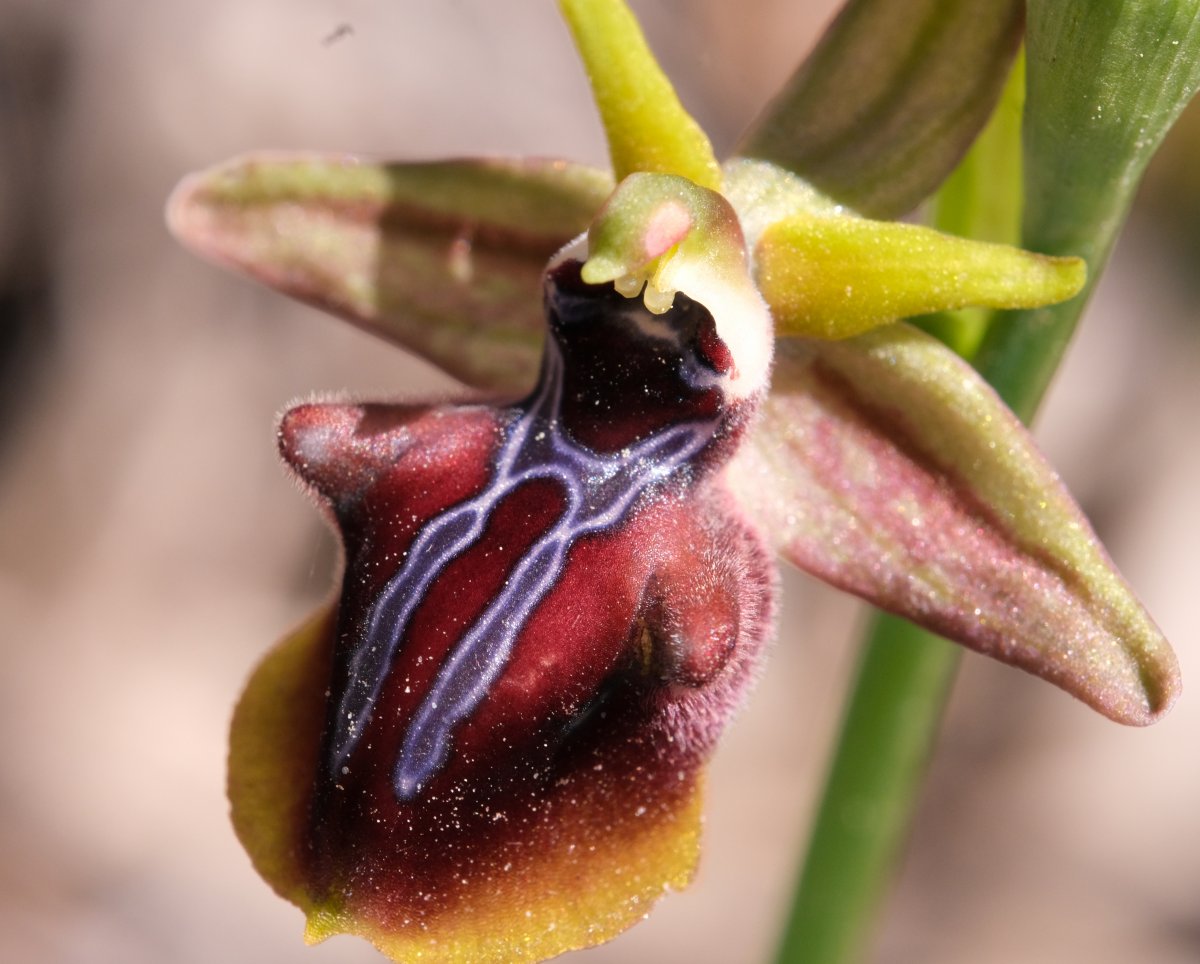 Due fotogeniche Ophrys e forse una novit� � Dalla Grecia con passione