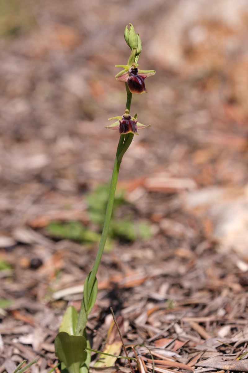 Due fotogeniche Ophrys e forse una novit� � Dalla Grecia con passione