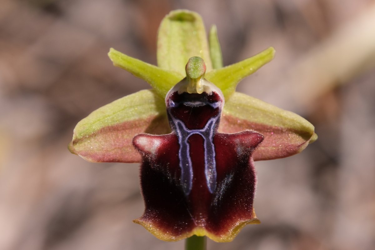 Due fotogeniche Ophrys e forse una novit� � Dalla Grecia con passione