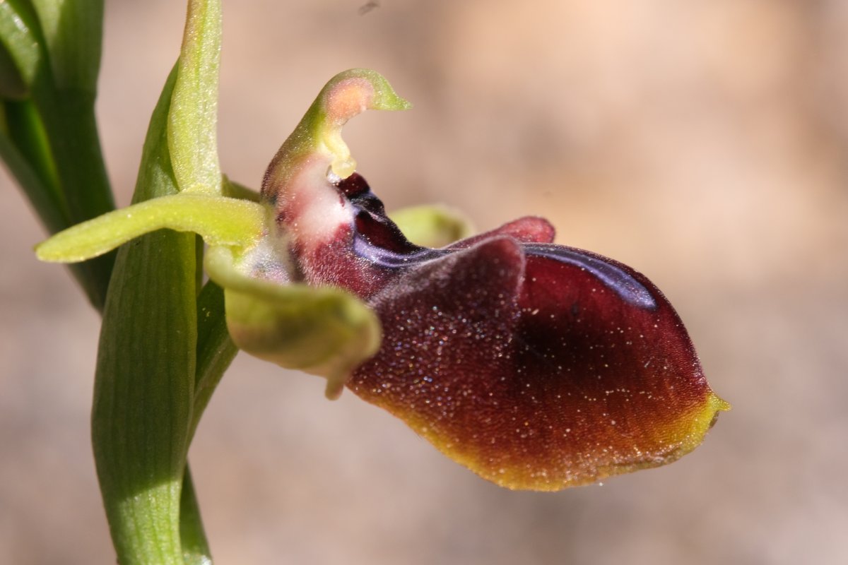 Due fotogeniche Ophrys e forse una novit� � Dalla Grecia con passione