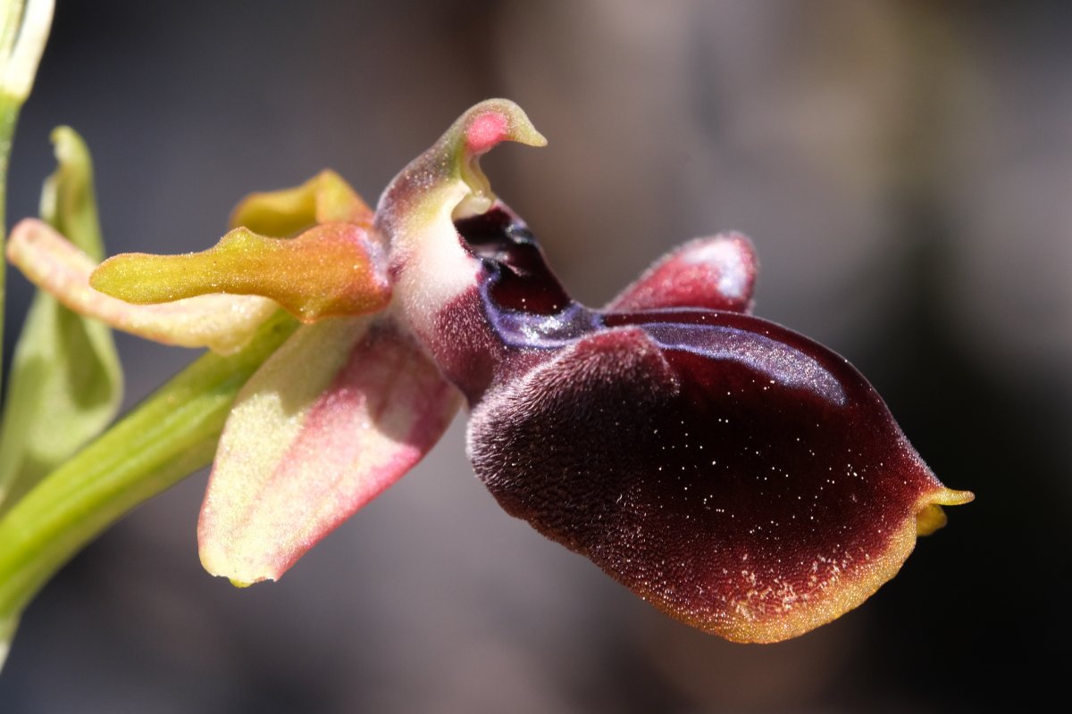 Due fotogeniche Ophrys e forse una novit� � Dalla Grecia con passione