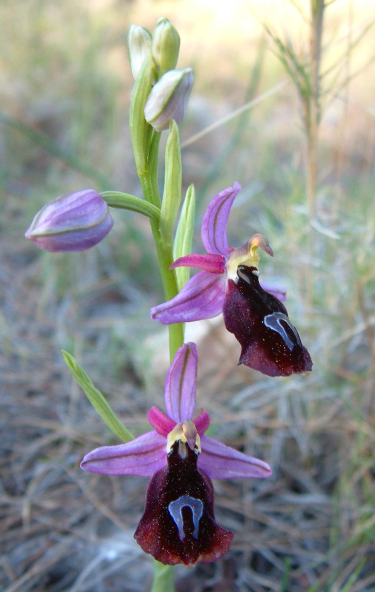 Due fotogeniche Ophrys e forse una novit  Dalla Grecia con passione