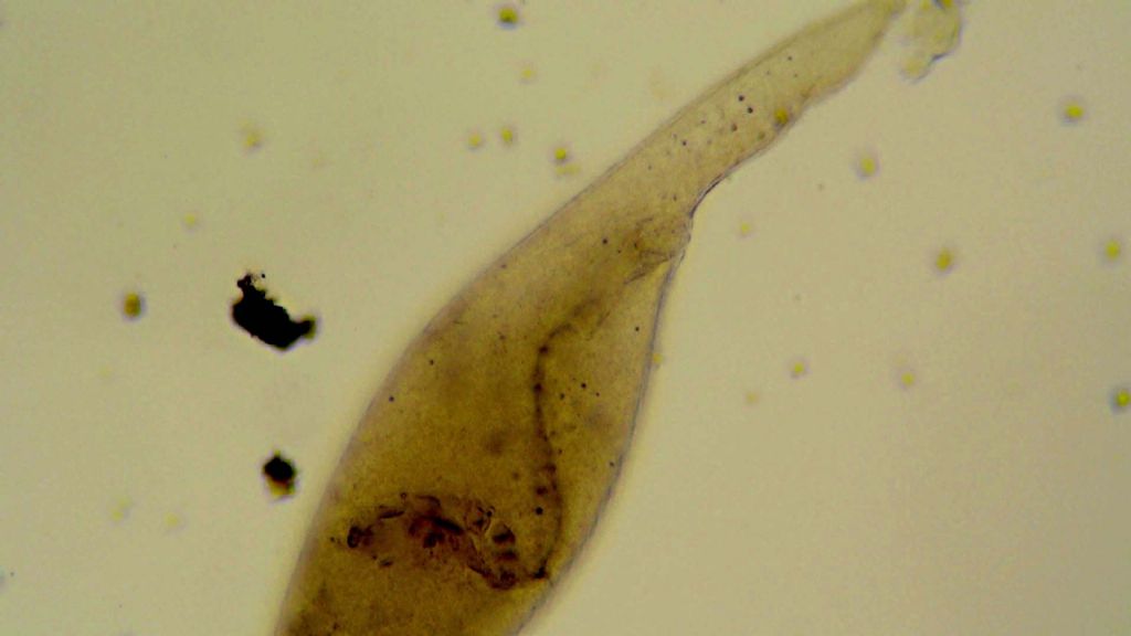 3 da determinare... qualcuno pu� aiutarmi??