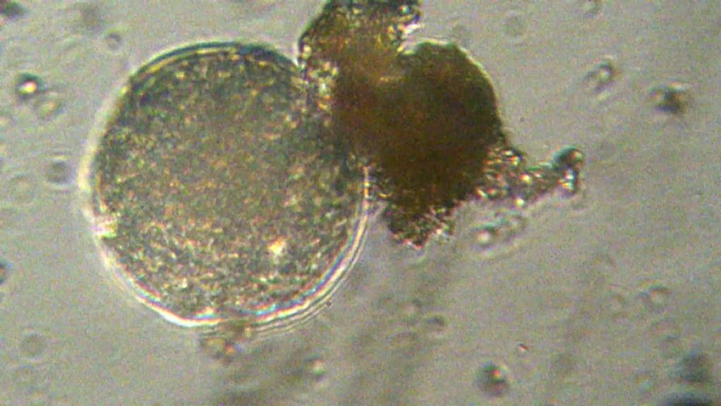 3 da determinare... qualcuno pu� aiutarmi??